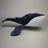 Little Hummingbird Whale