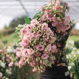 Adene's Flower Farm - Lisianthus - Light Pink