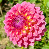 Adene's Flower Farm - Dahlia - Ball/ Waterlily - Pink Suffusion