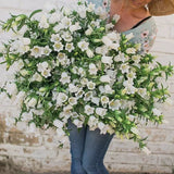 Adene's Flower Farm - White Campanula