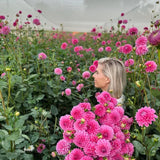 Adene's Flower Farm - Winter Dahlia